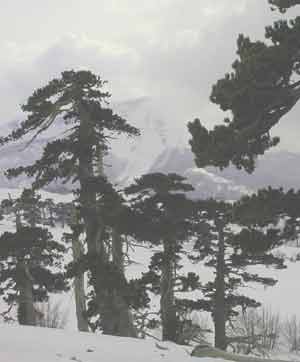 pino-loricato_2
