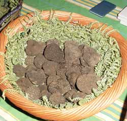tartufo